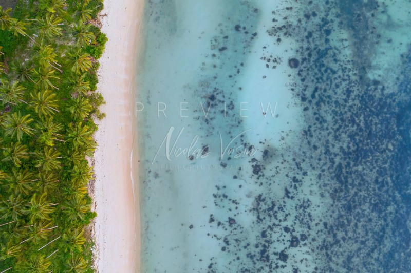 Aerial view beach and coconut trees