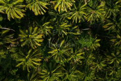 Jungle