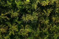 Jungle