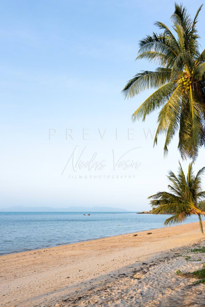 Empty beach with scenic coconut tree