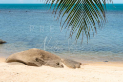 beach with coconut tree leaf