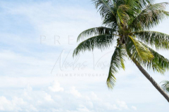 coconut tree over the sea