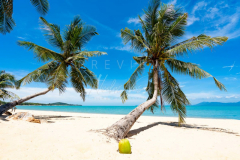Laying coconut tree on Maenam beach
