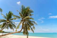 Laying coconut tree on Maenam beach