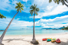 Coconut tree on Beach