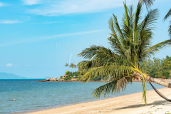 Empty beach with scenic coconut tree