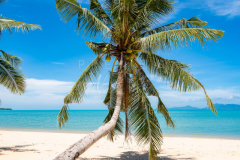 Laying coconut tree on Maenam beach