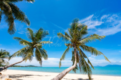 Laying coconut tree on Maenam beach