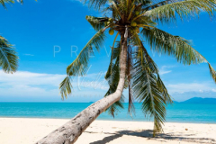 Laying coconut tree on Maenam beach