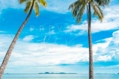 Coconut tree on Beach