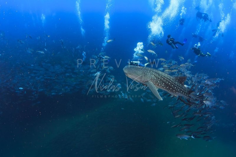 Diving with whale shark at Sail Rock