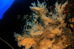 day trip scuba diving in the gulf of thailand