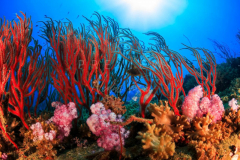 day trip scuba diving in the gulf of thailand