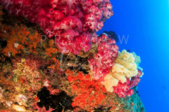 day trip scuba diving in the gulf of thailand
