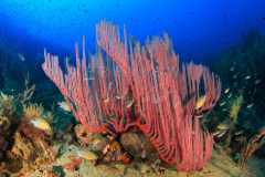 day trip scuba diving in the gulf of thailand