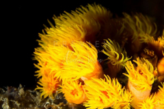 day trip scuba diving in the gulf of thailand