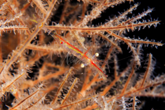 day trip scuba diving in the gulf of thailand