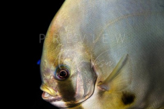 day trip scuba diving in the gulf of thailand