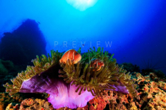 day trip scuba diving in the gulf of thailand