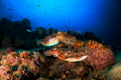 day trip scuba diving in the gulf of thailand
