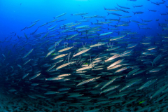 day trip scuba diving in the gulf of thailand
