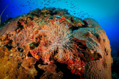 day trip scuba diving in the gulf of thailand