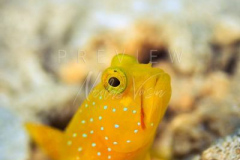 day trip scuba diving in the gulf of thailand