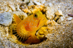 day trip scuba diving in the gulf of thailand