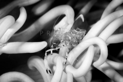 day trip scuba diving in the gulf of thailand
