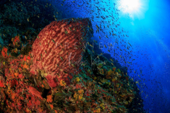 day trip scuba diving in the gulf of thailand