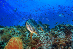 day trip scuba diving in the gulf of thailand