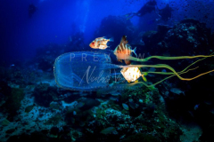day trip scuba diving in the gulf of thailand