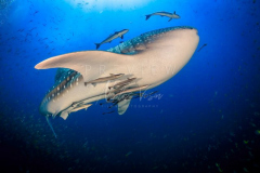 day trip scuba diving in the gulf of thailand