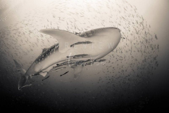 day trip scuba diving in the gulf of thailand
