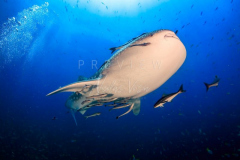 day trip scuba diving in the gulf of thailand