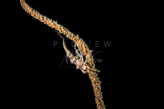 day trip scuba diving in the gulf of thailand