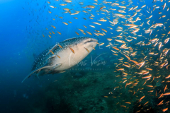 day trip scuba diving in the gulf of thailand