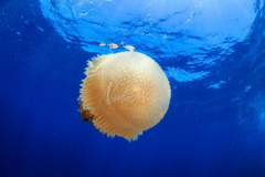 day trip scuba diving in the gulf of thailand