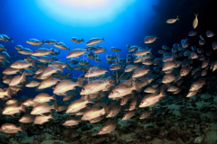 day trip scuba diving in the gulf of thailand