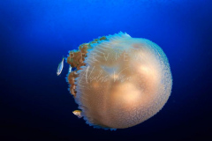 day trip scuba diving in the gulf of thailand