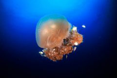 day trip scuba diving in the gulf of thailand