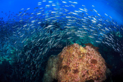 day trip scuba diving in the gulf of thailand