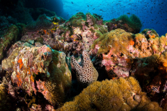 day trip scuba diving in the gulf of thailand