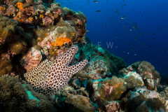 day trip scuba diving in the gulf of thailand
