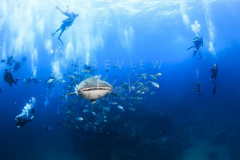 Diving with whale shark at Sail Rock