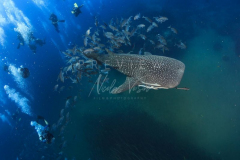 Diving with whale shark at Sail Rock
