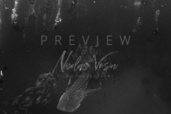 Diving with whale shark at Sail Rock