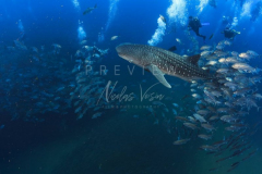 Diving with whale shark at Sail Rock