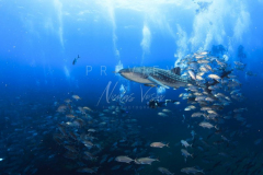 Diving with whale shark at Sail Rock