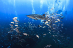 Diving with whale shark at Sail Rock